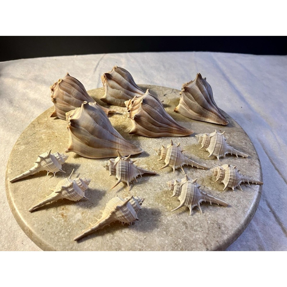 Lot of 13 Shells 5 Whelk and 8 Murex Sea Shells Beach Decor Nautical